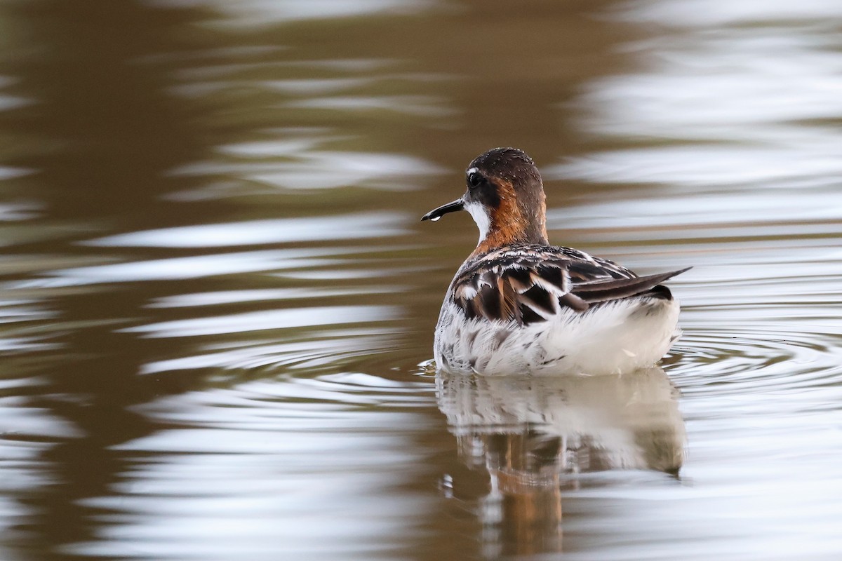 Red-necked Phalarope - Torgil Zethson