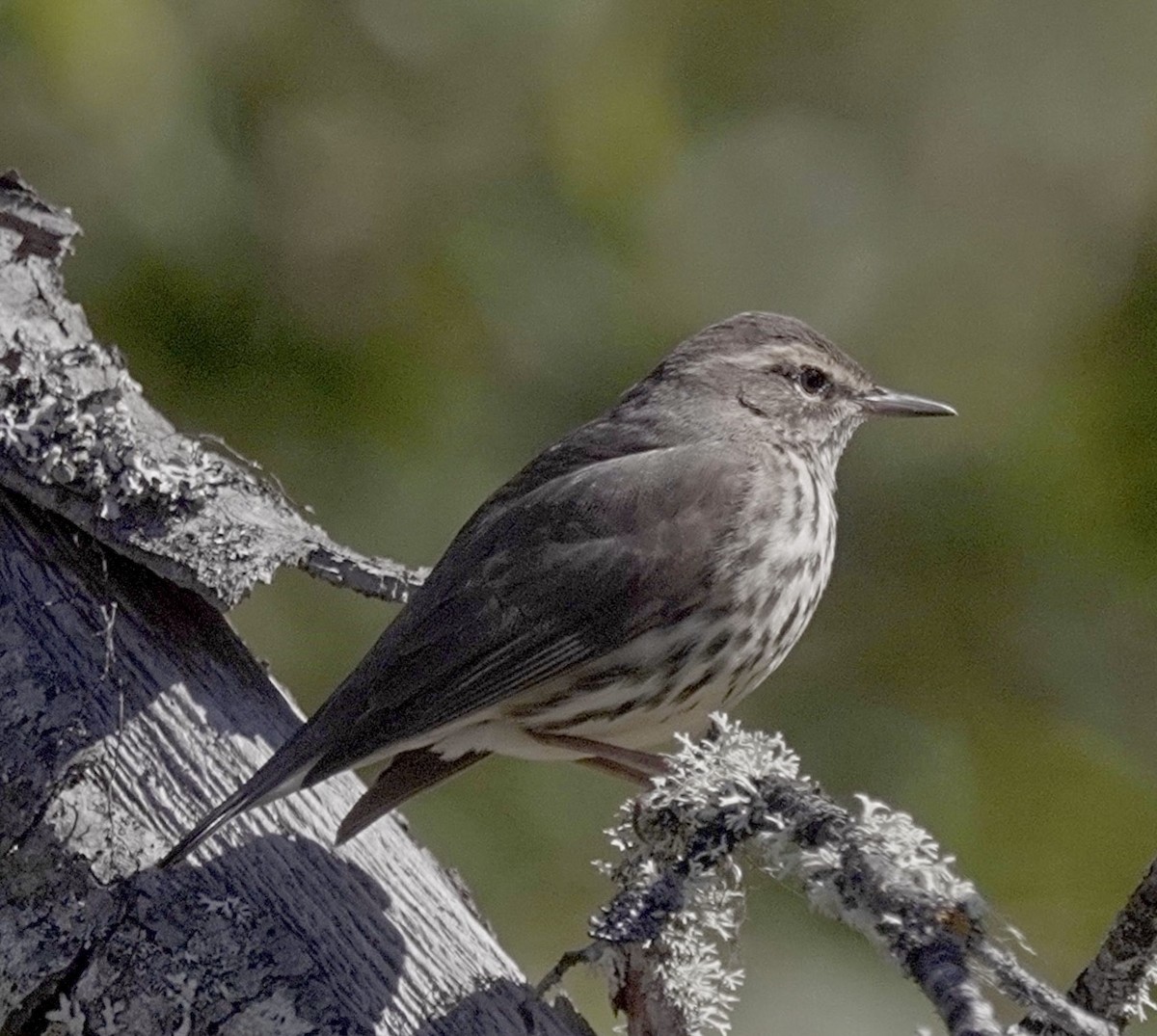 Northern Waterthrush - maxine reid