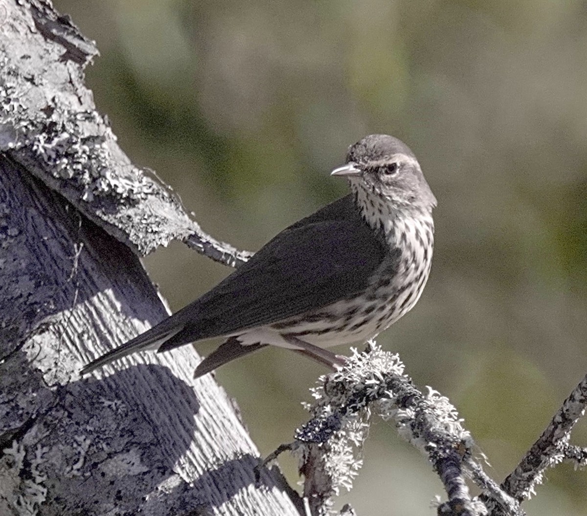 Northern Waterthrush - maxine reid