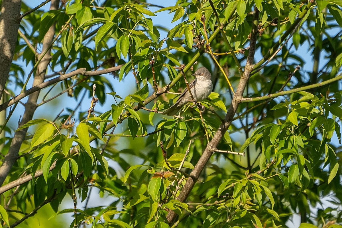 Barred Warbler - ML619632427