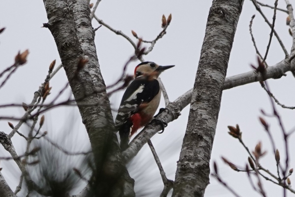 White-backed Woodpecker - Terry Doyle