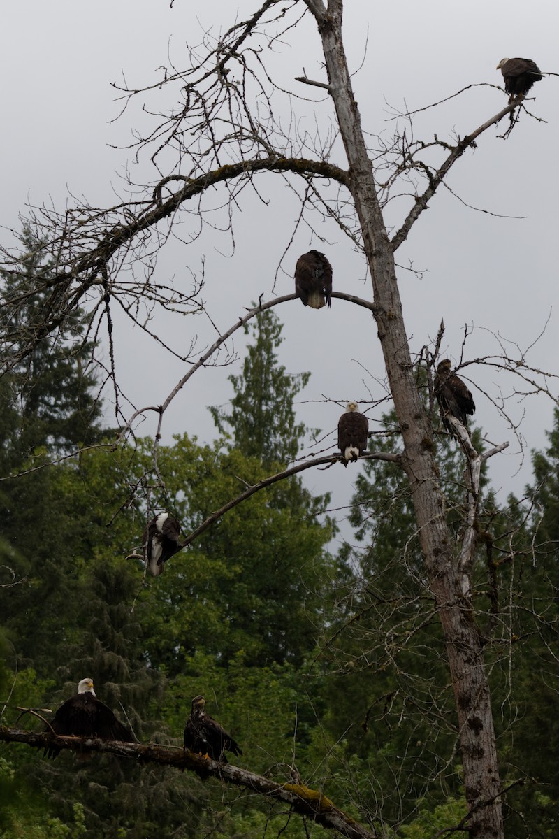 Bald Eagle - Mike MacKenzie