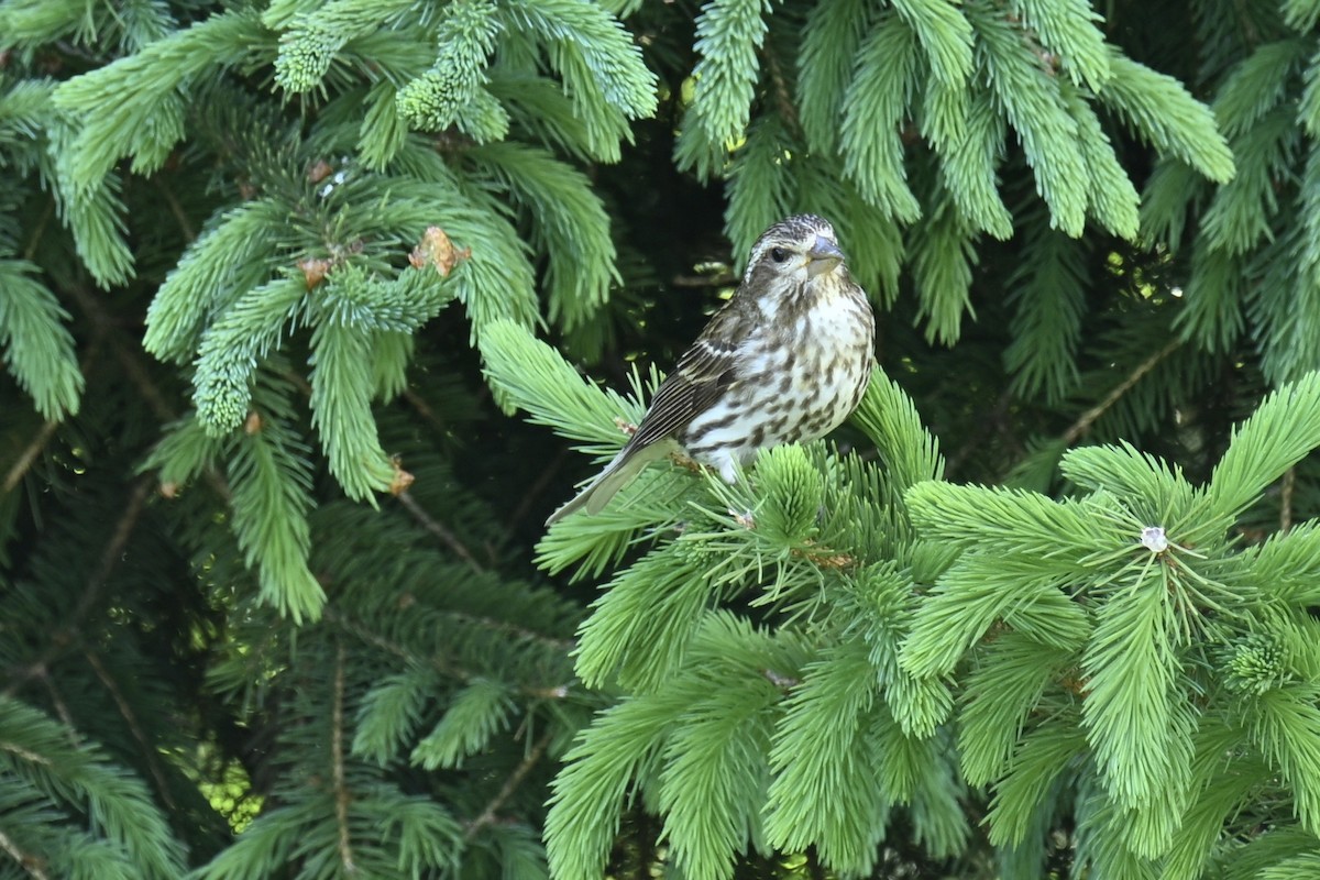 Rose-breasted Grosbeak - france dallaire