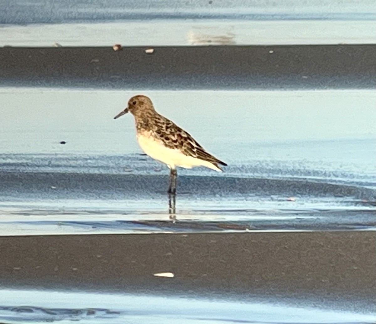 Sanderling - Tim Rodenkirk