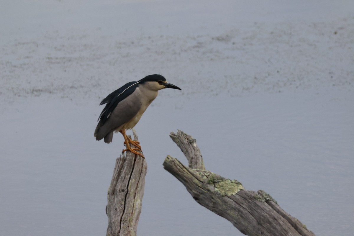 Black-crowned Night Heron - ML619632448