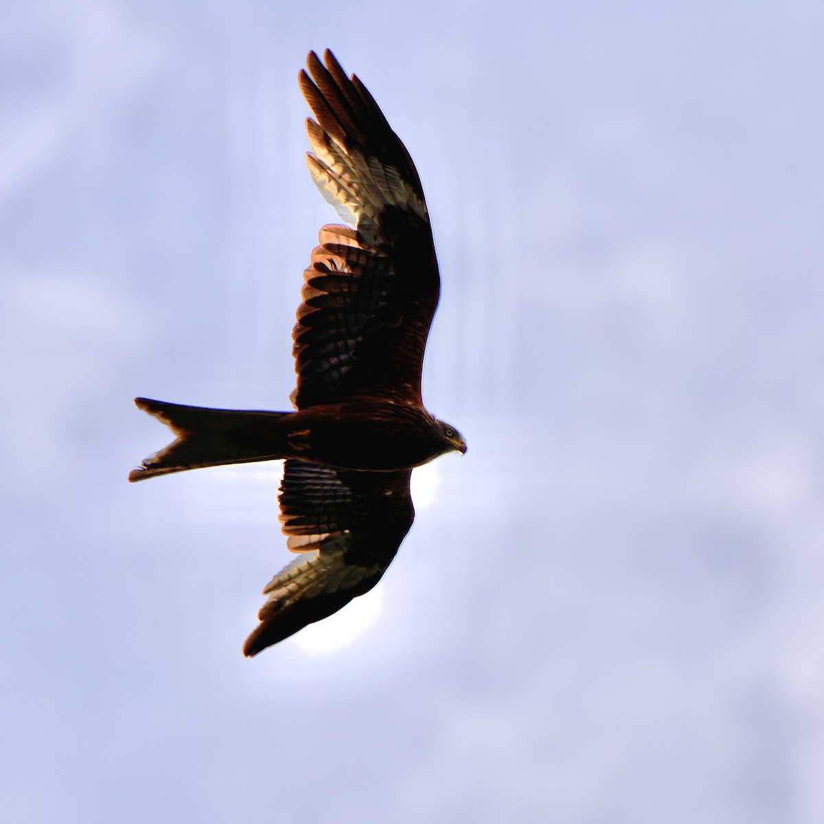 Red Kite - ML619632451