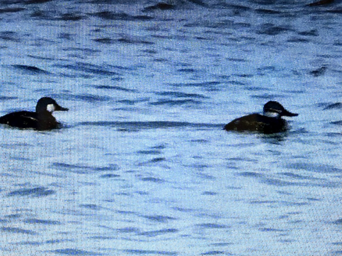 Ruddy Duck - ML619632458