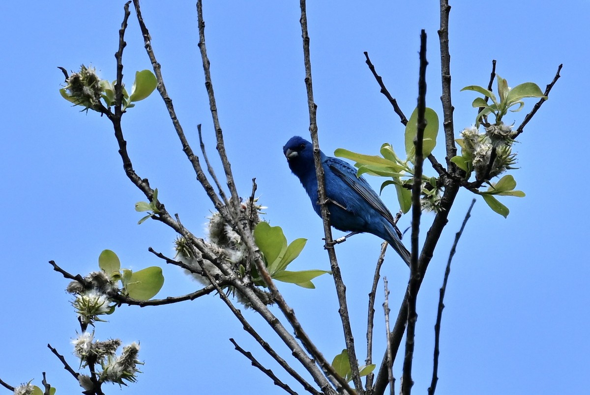 Indigo Bunting - france dallaire