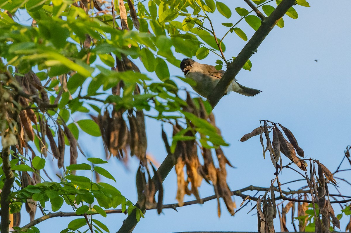 Eurasian Blackcap - ML619632476