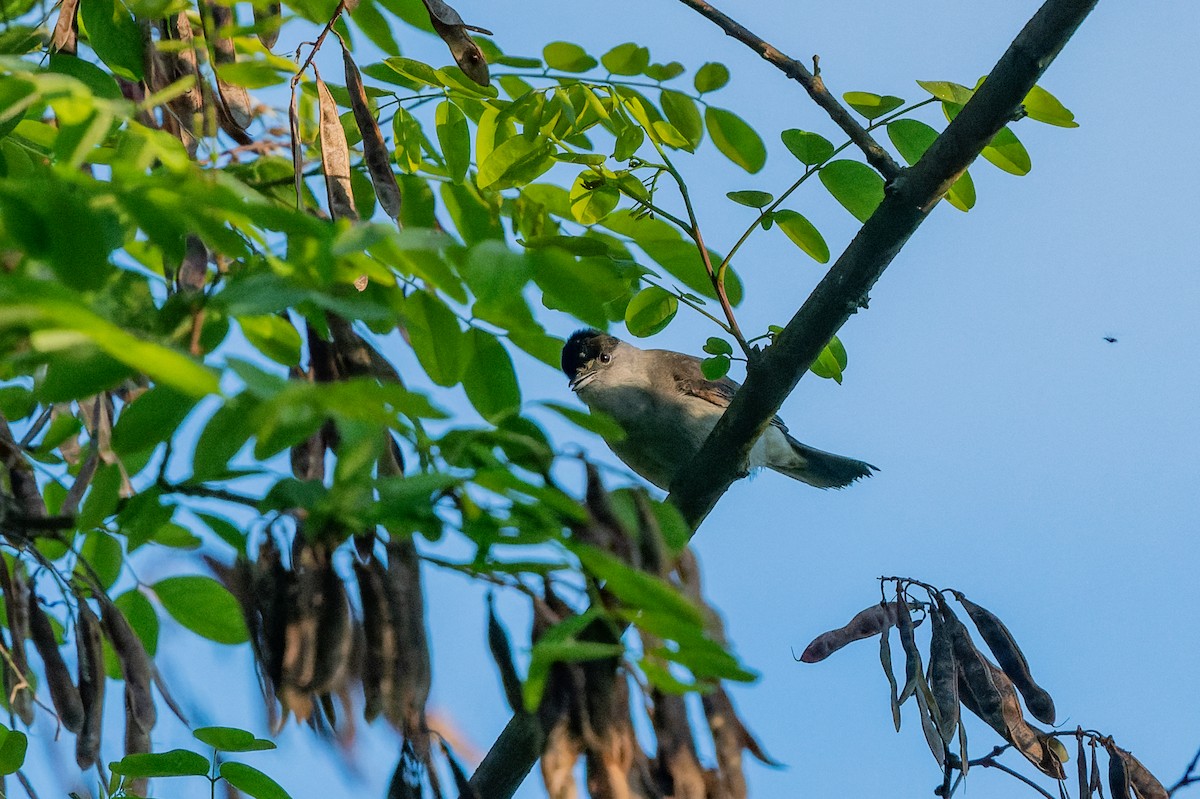 Eurasian Blackcap - lucien ABAH