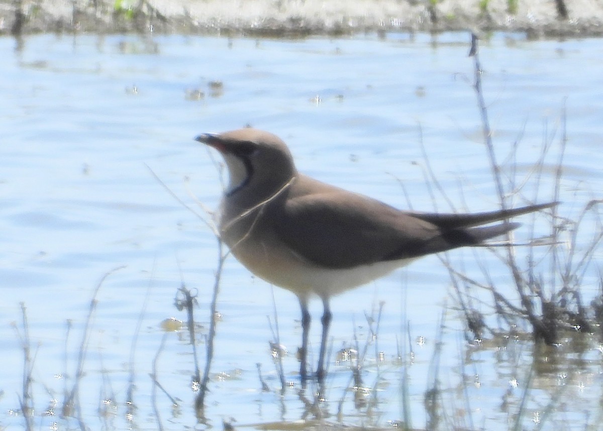 Collared Pratincole - ML619632483