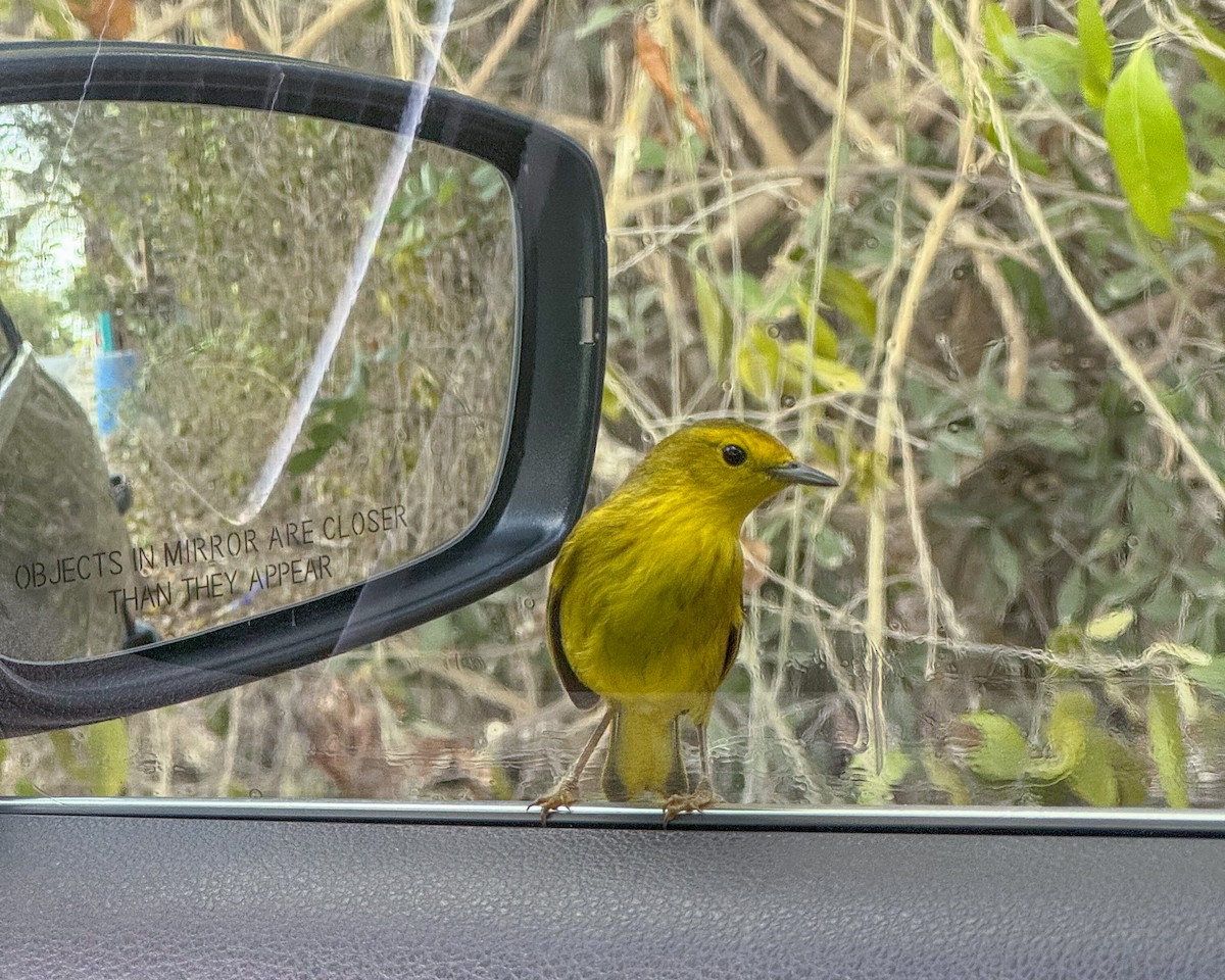 Yellow Warbler - Karl Wirth