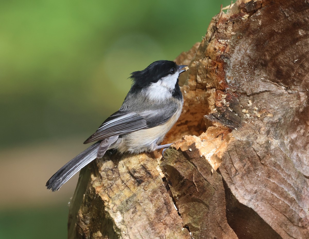 Black-capped Chickadee - Tim Janzen