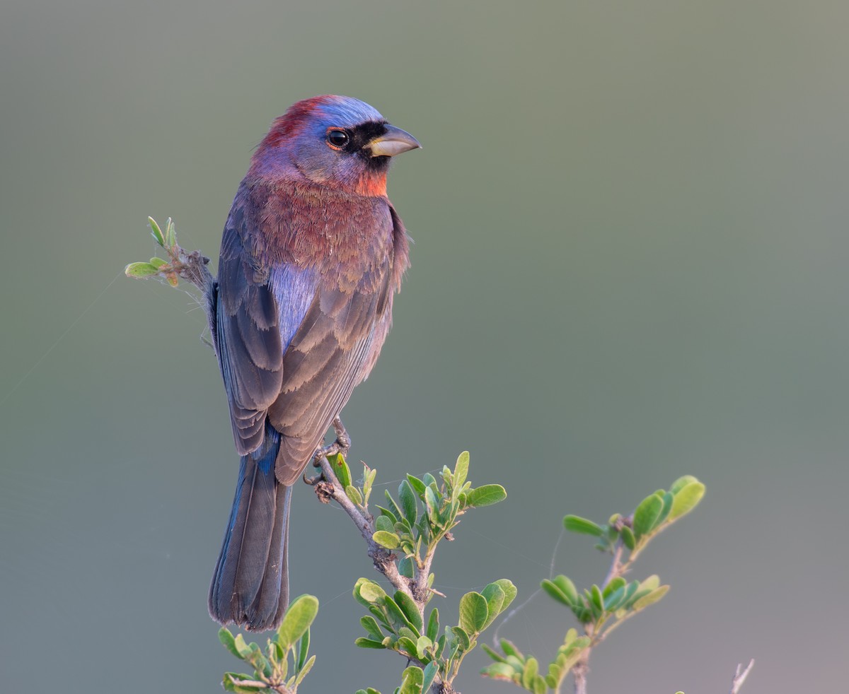 Varied Bunting - Simon Kiacz