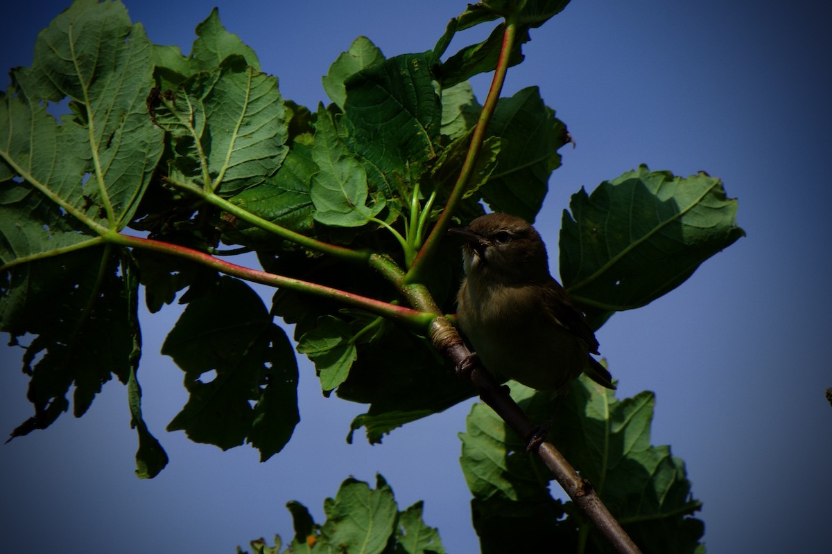 Garden Warbler - Nils Stinnesbeck