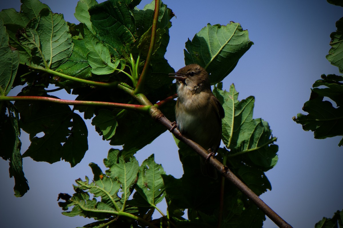 Garden Warbler - Nils Stinnesbeck