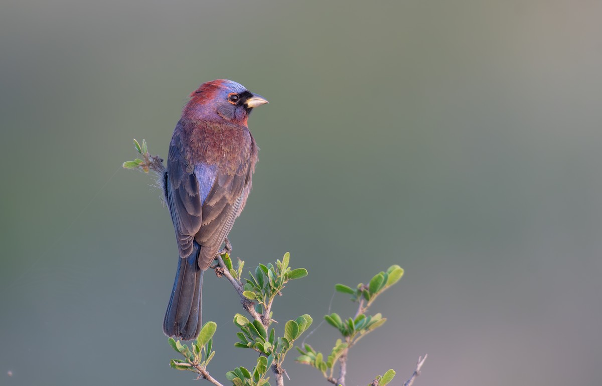 Varied Bunting - Simon Kiacz