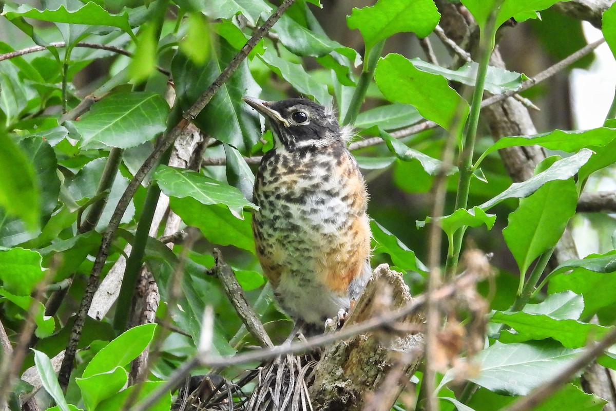 American Robin - Anne Ensign