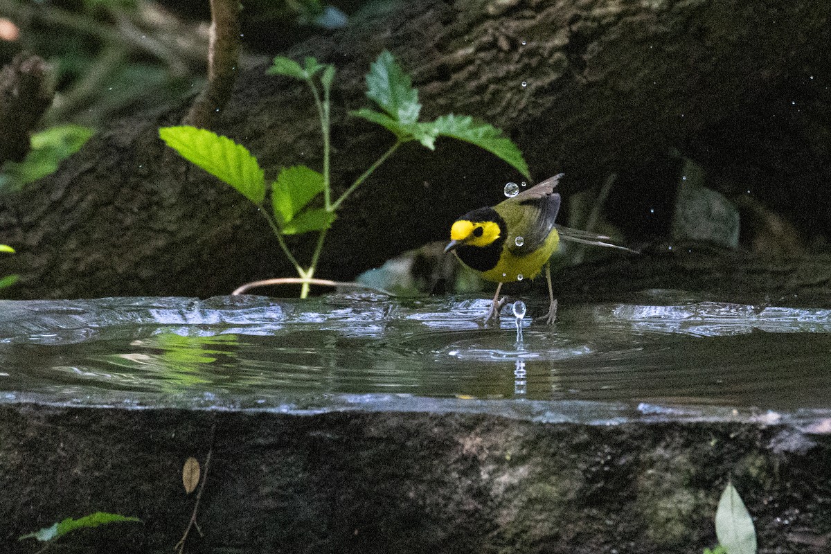 Hooded Warbler - Mark Wilson