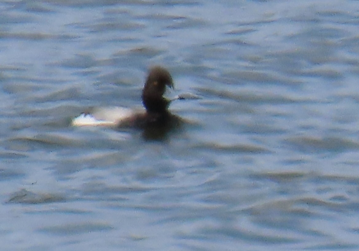 Lesser Scaup - Catherine Hagen