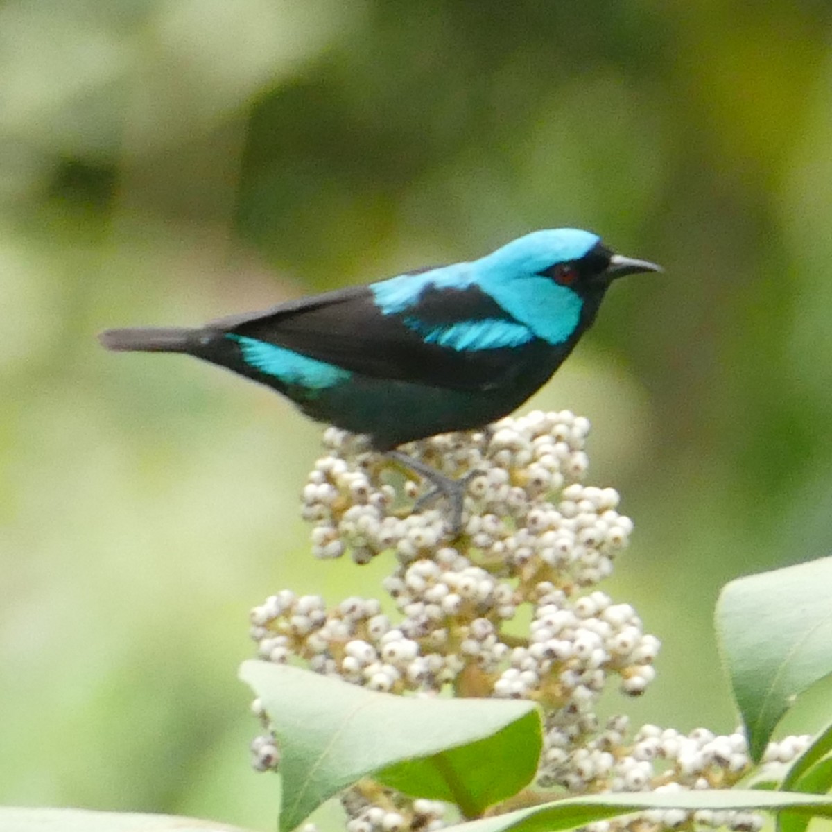 Scarlet-thighed Dacnis - ML619632507