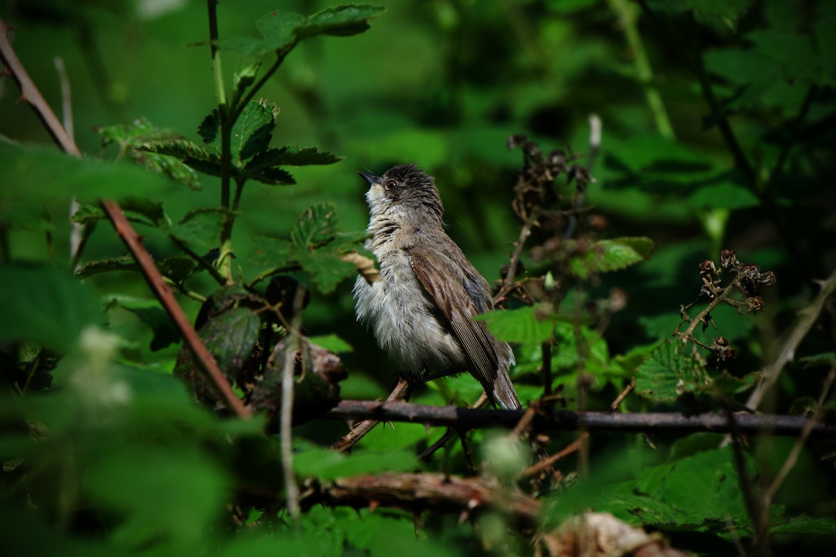 Lesser Whitethroat - ML619632508