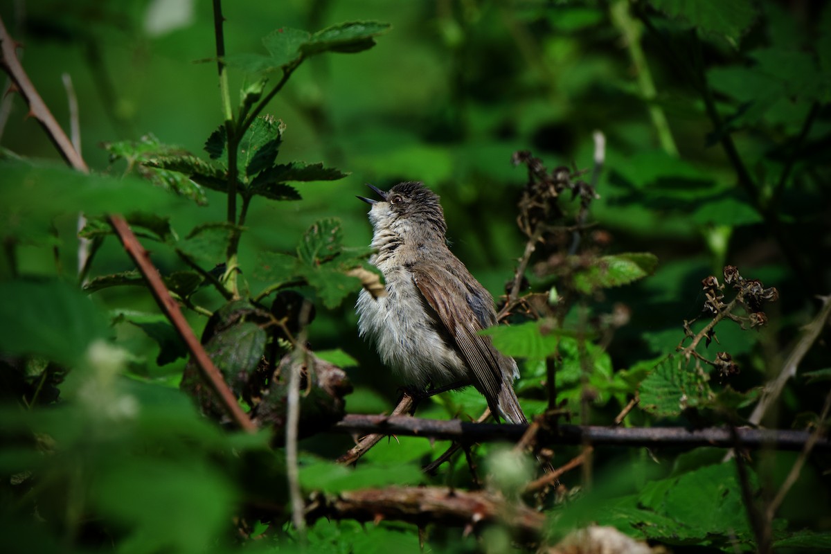 Lesser Whitethroat - Nils Stinnesbeck