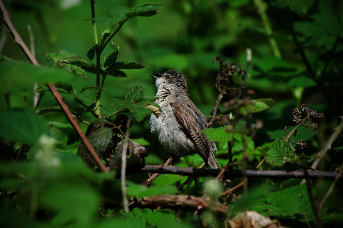 Lesser Whitethroat - Nils Stinnesbeck