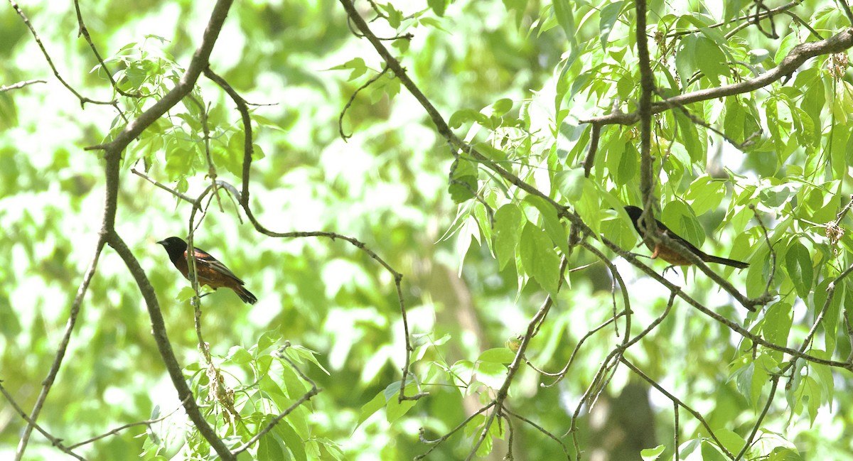 Orchard Oriole - ML619632511