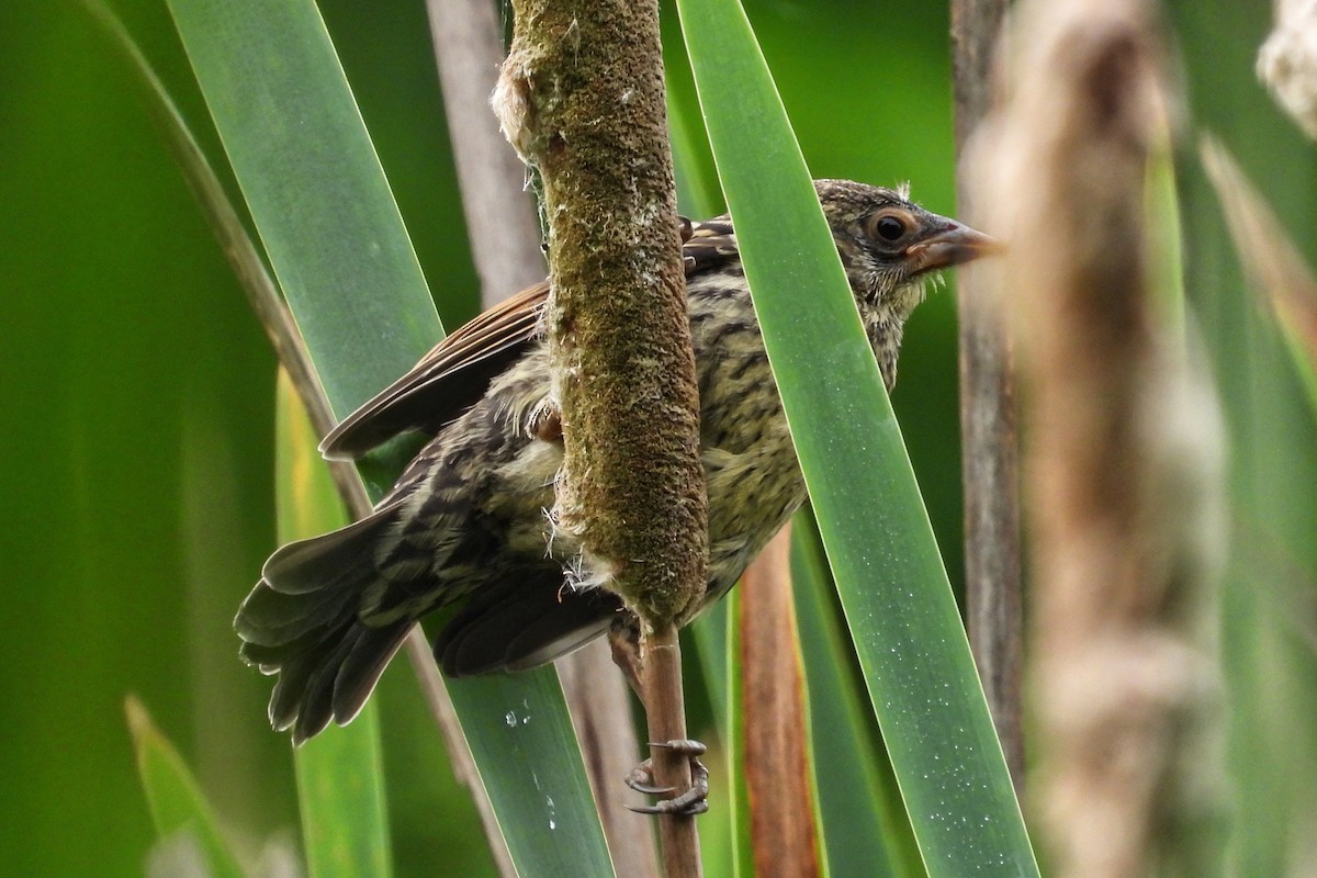 Red-winged Blackbird - Anne Ensign