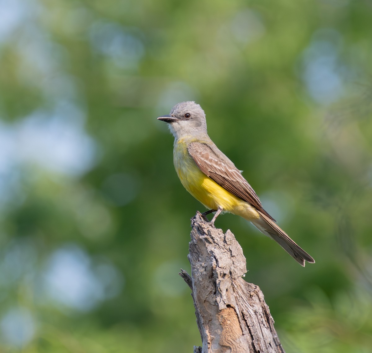 Couch's Kingbird - Simon Kiacz