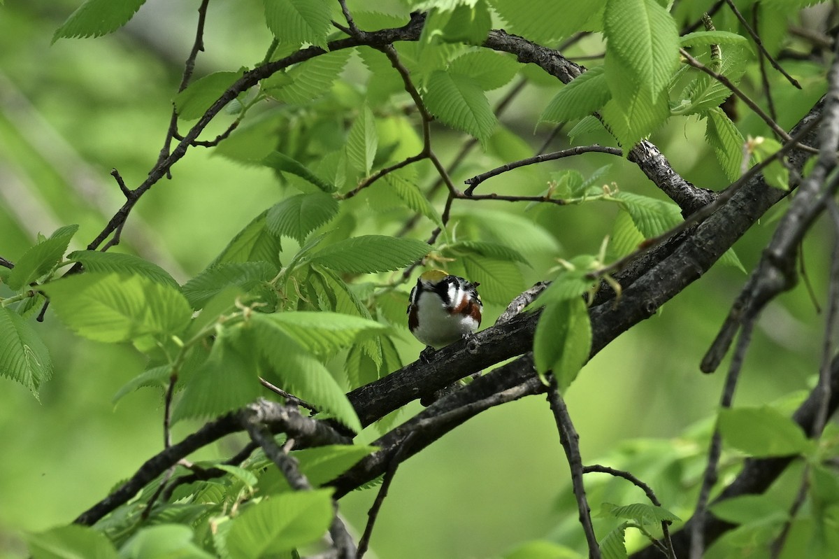 Chestnut-sided Warbler - france dallaire