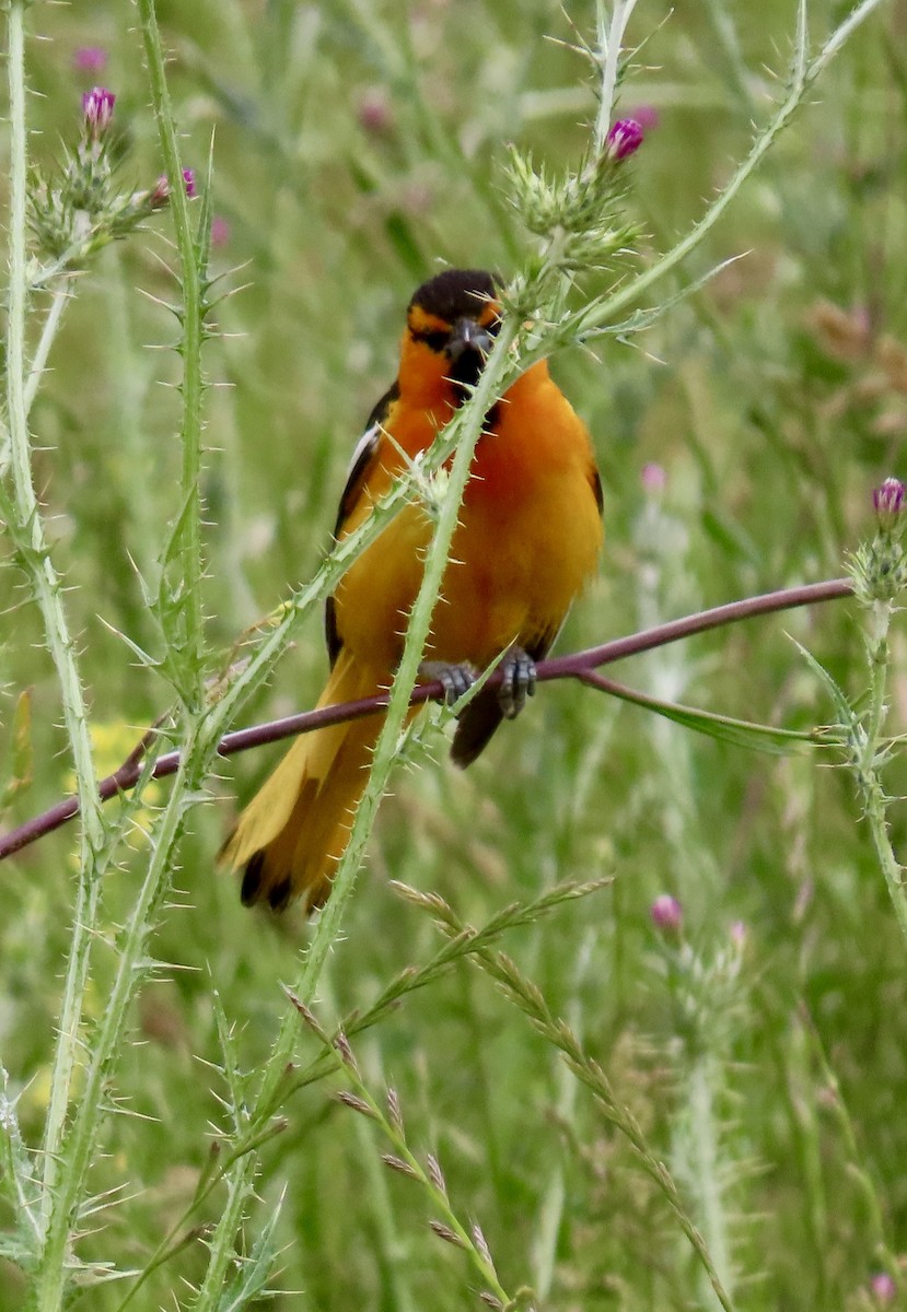 Bullock's Oriole - ML619632528