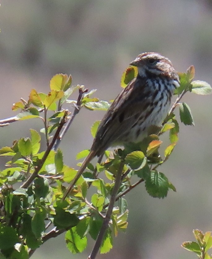 Savannah Sparrow - Catherine Hagen