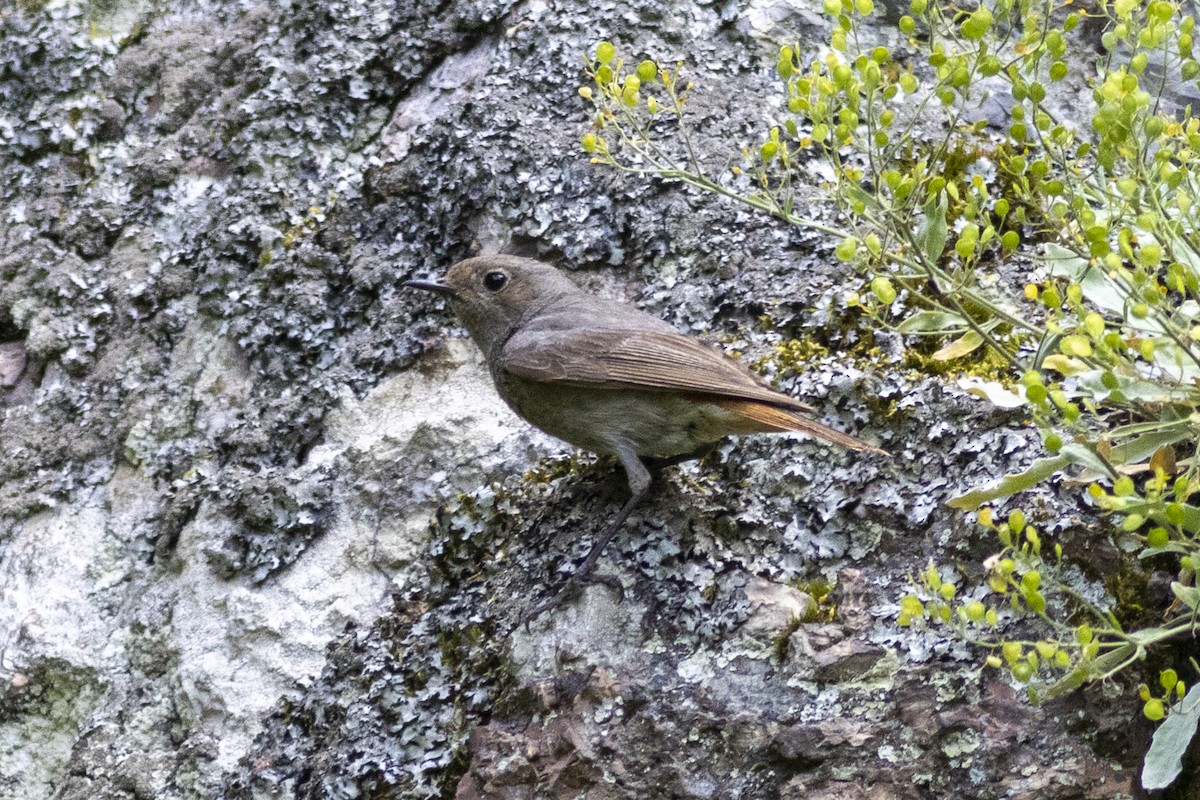 Black Redstart - ML619632538