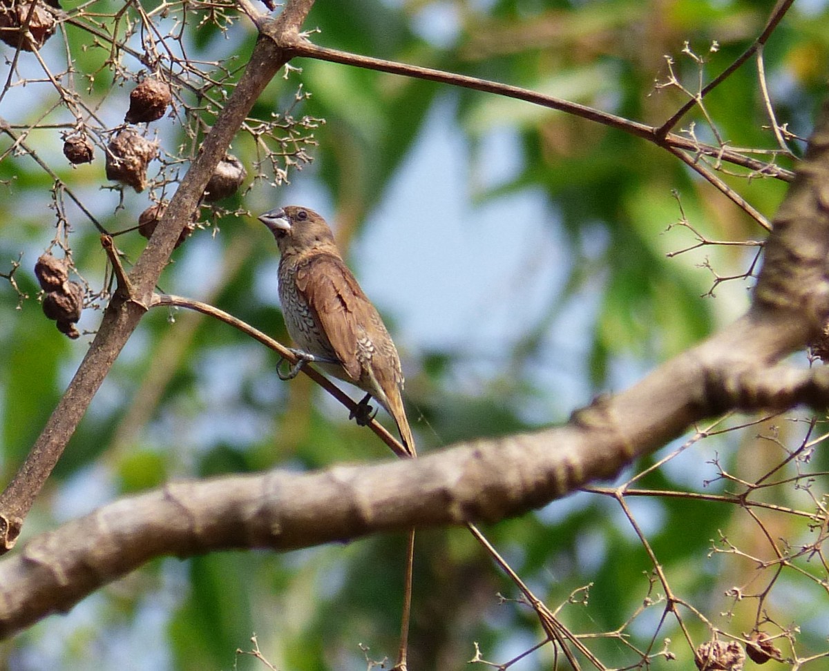 Scaly-breasted Munia - ML619632542