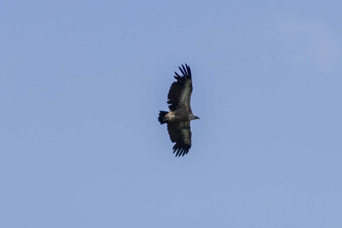 Eurasian Griffon - Radoslav Devedzhiev