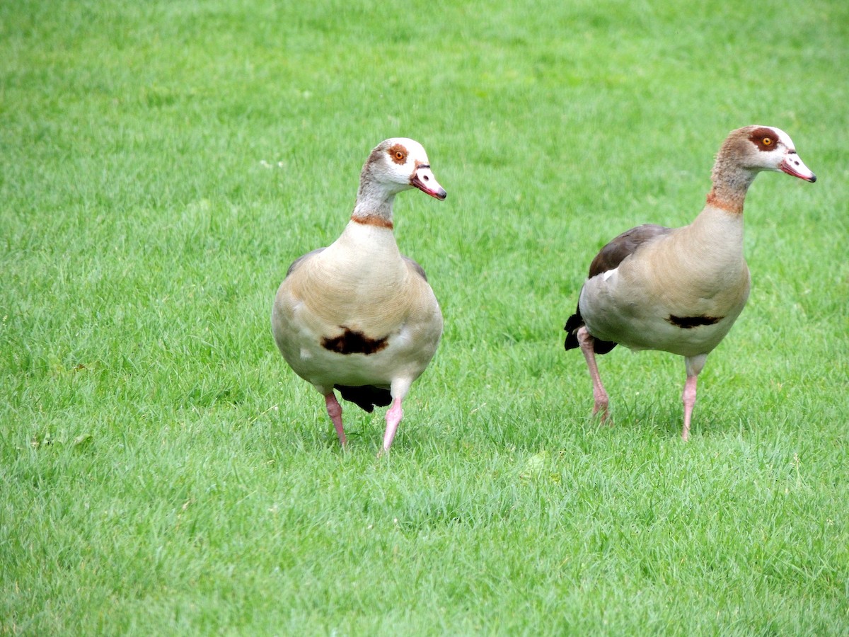 Egyptian Goose - Sandra Oxley