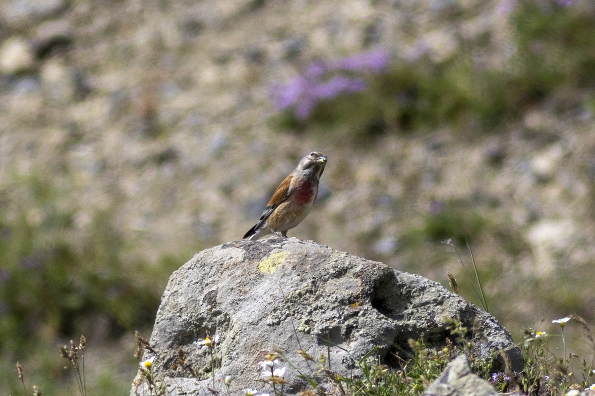 Eurasian Linnet - Radoslav Devedzhiev