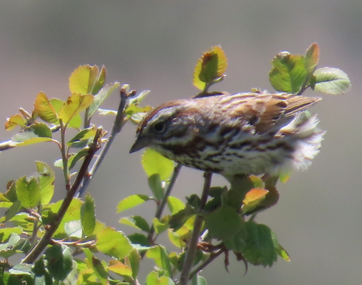 Savannah Sparrow - Catherine Hagen