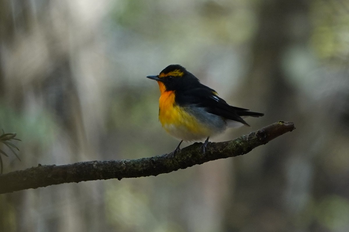 Narcissus Flycatcher - ML619632558