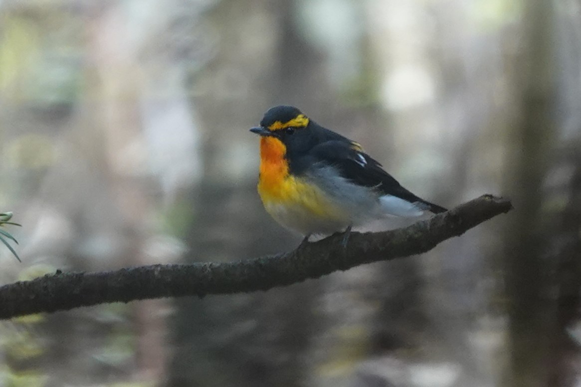 Narcissus Flycatcher - Terry Doyle