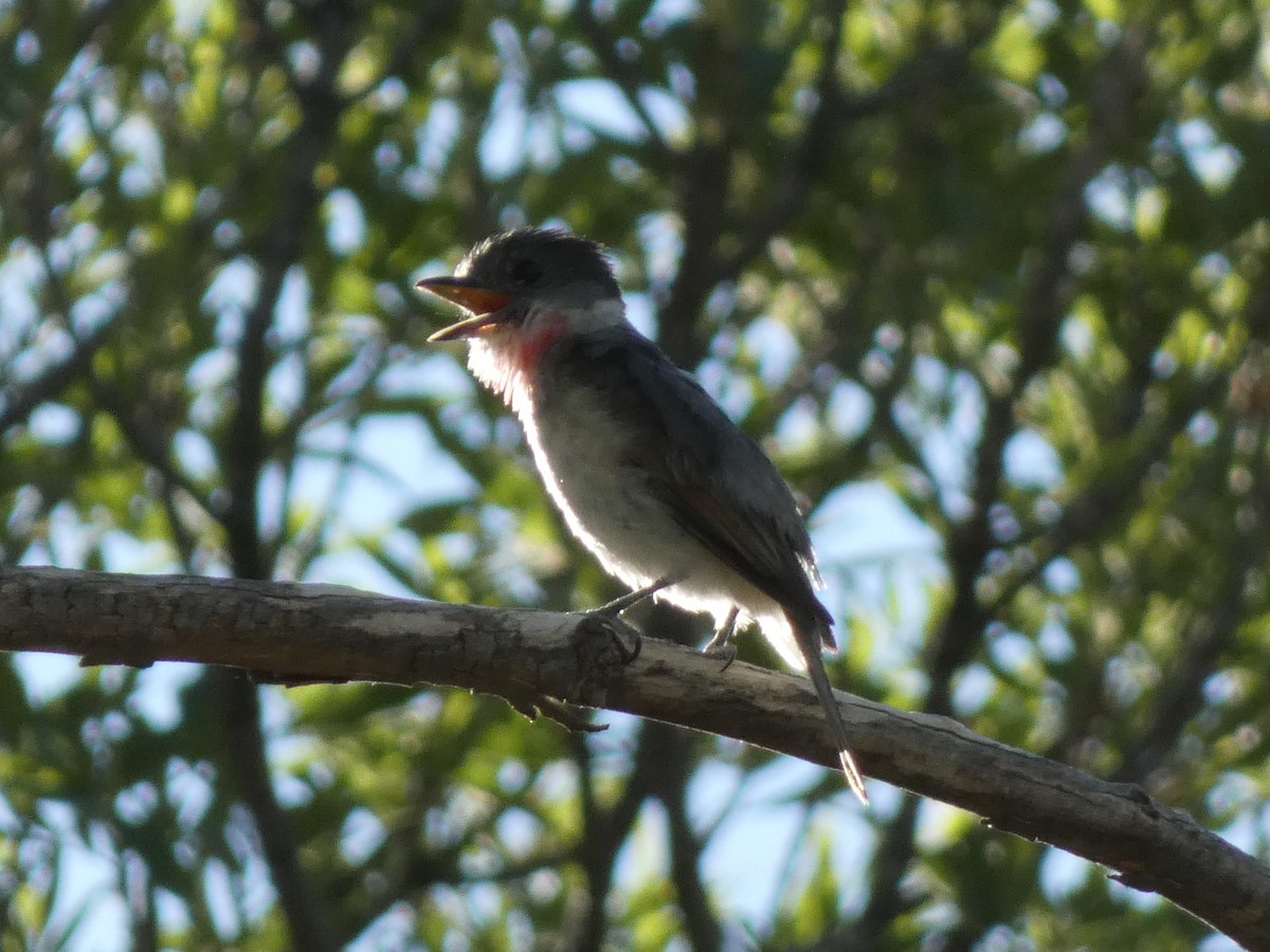 Rose-throated Becard - Steven C and Emily B