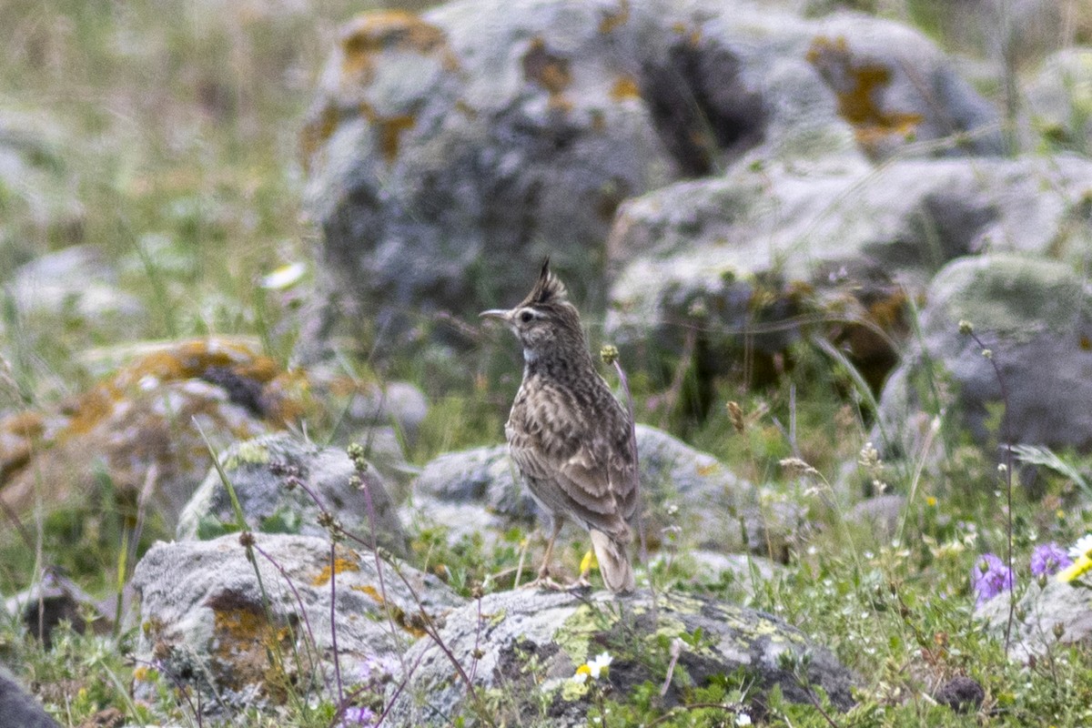 Crested Lark - ML619632563