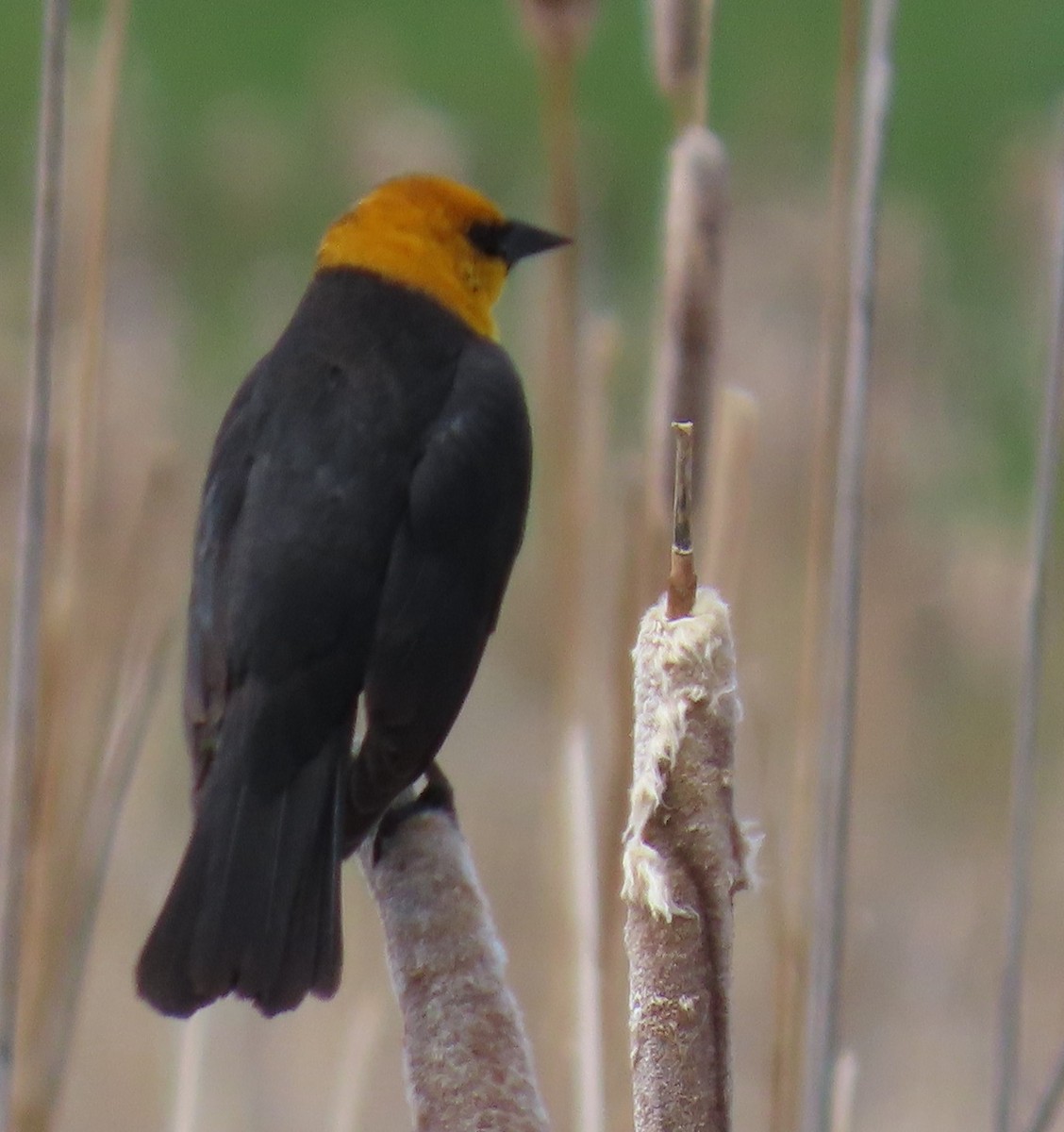 Yellow-headed Blackbird - Catherine Hagen