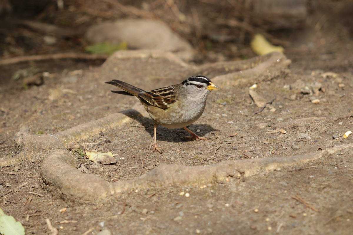 White-crowned Sparrow - Joachim Gonzalez