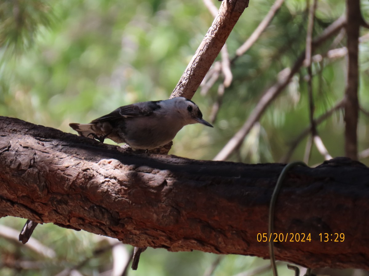 White-breasted Nuthatch - Andy Harrison