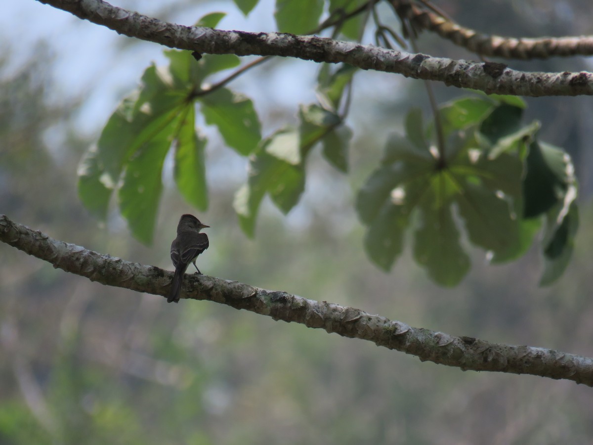 Northern Tropical Pewee - Sam Holcomb