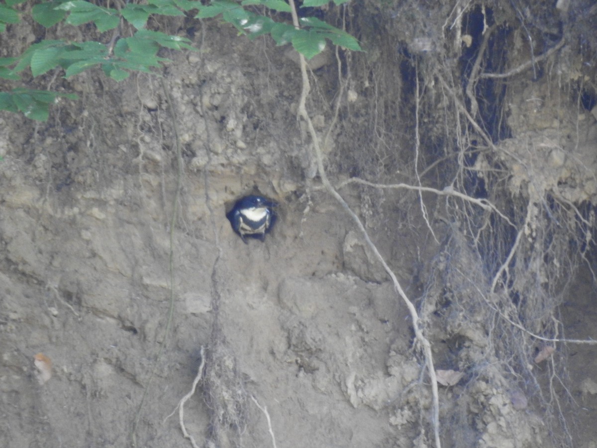 Belted Kingfisher - Gerald Thurn