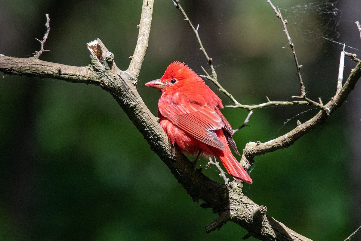 Summer Tanager - Mark Wilson